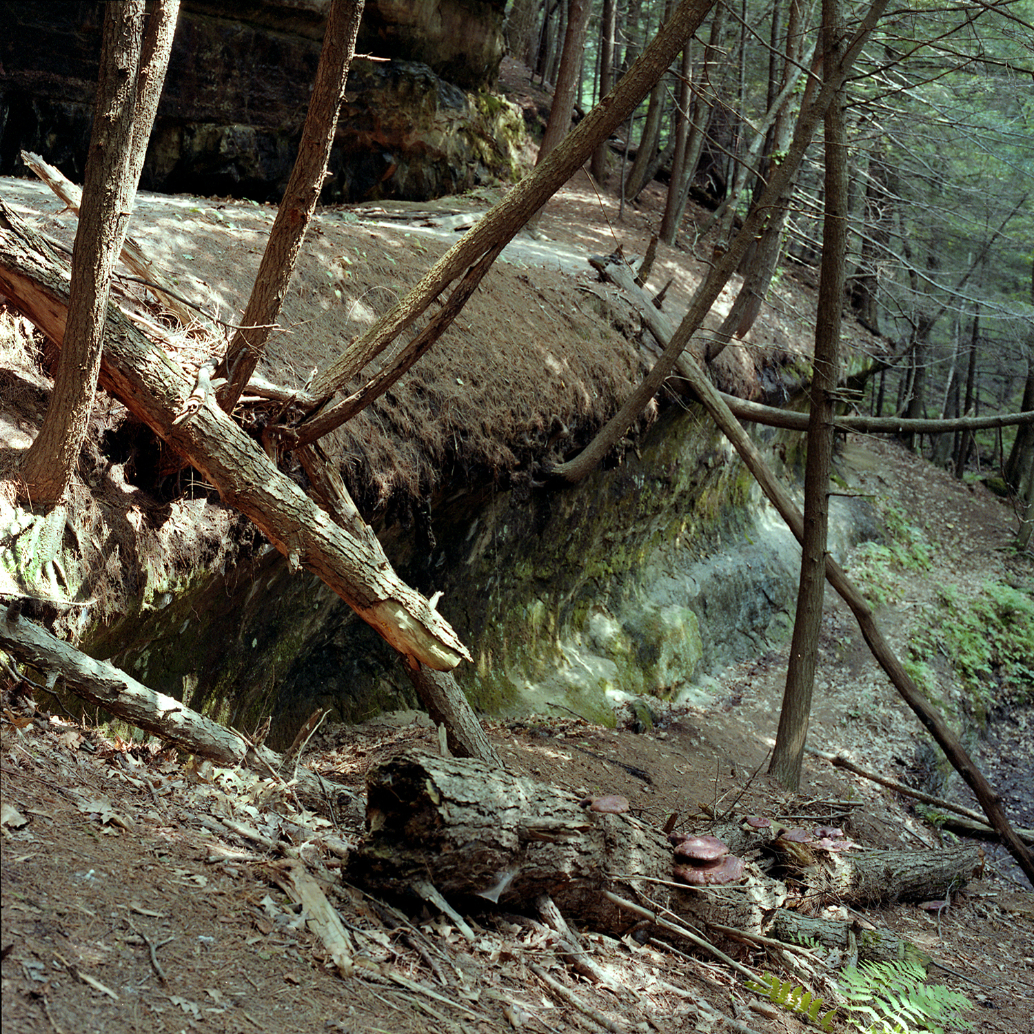 Pine Hollow August 1981