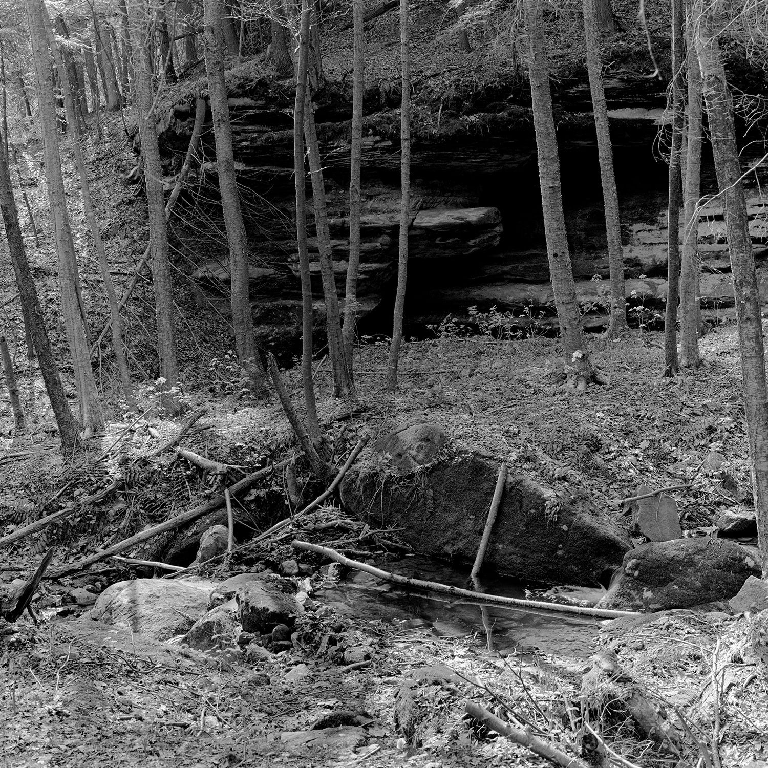 Pine Hollow May 1987