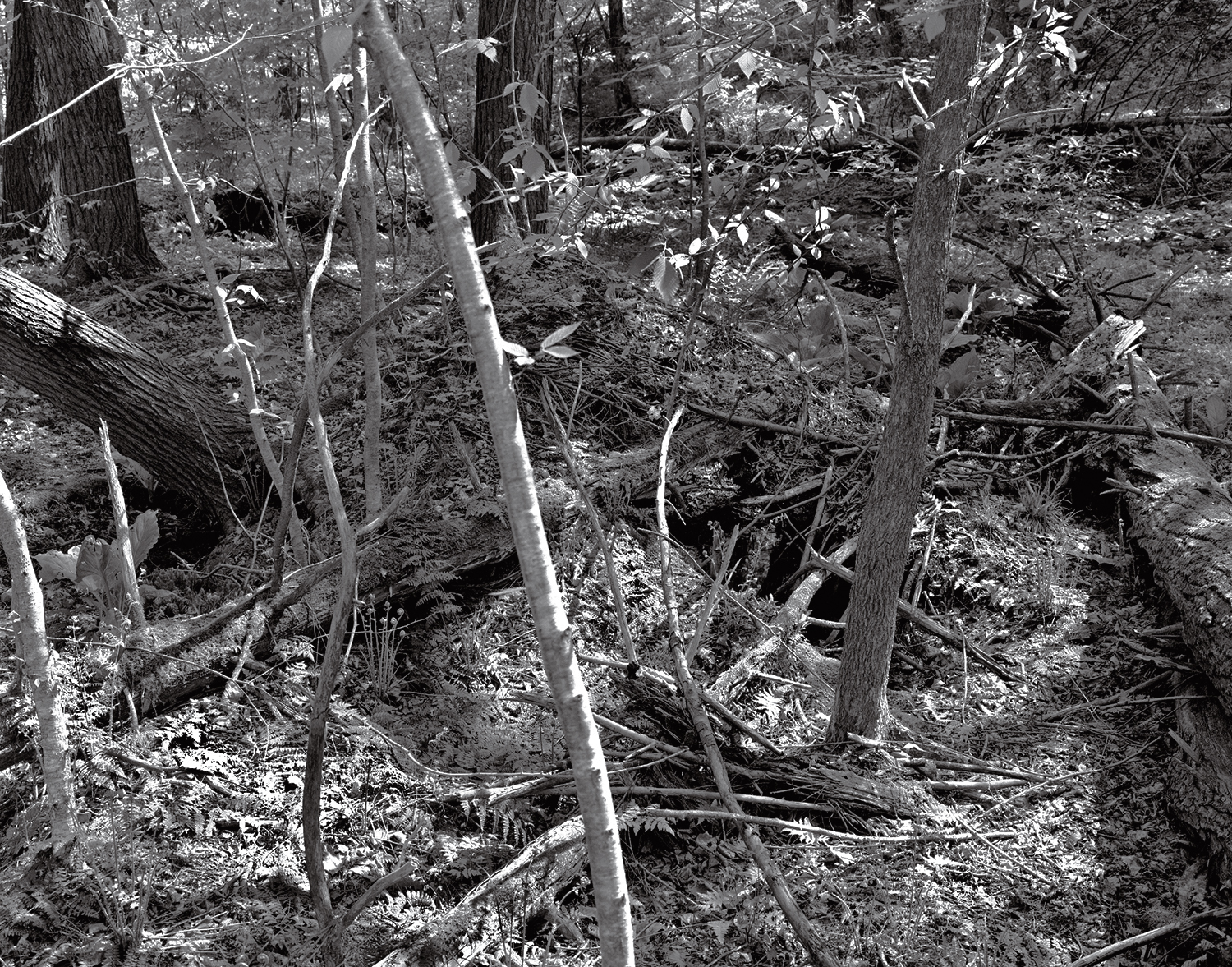 Pine Hollow (WI) Tangled Vegetation, May 2012