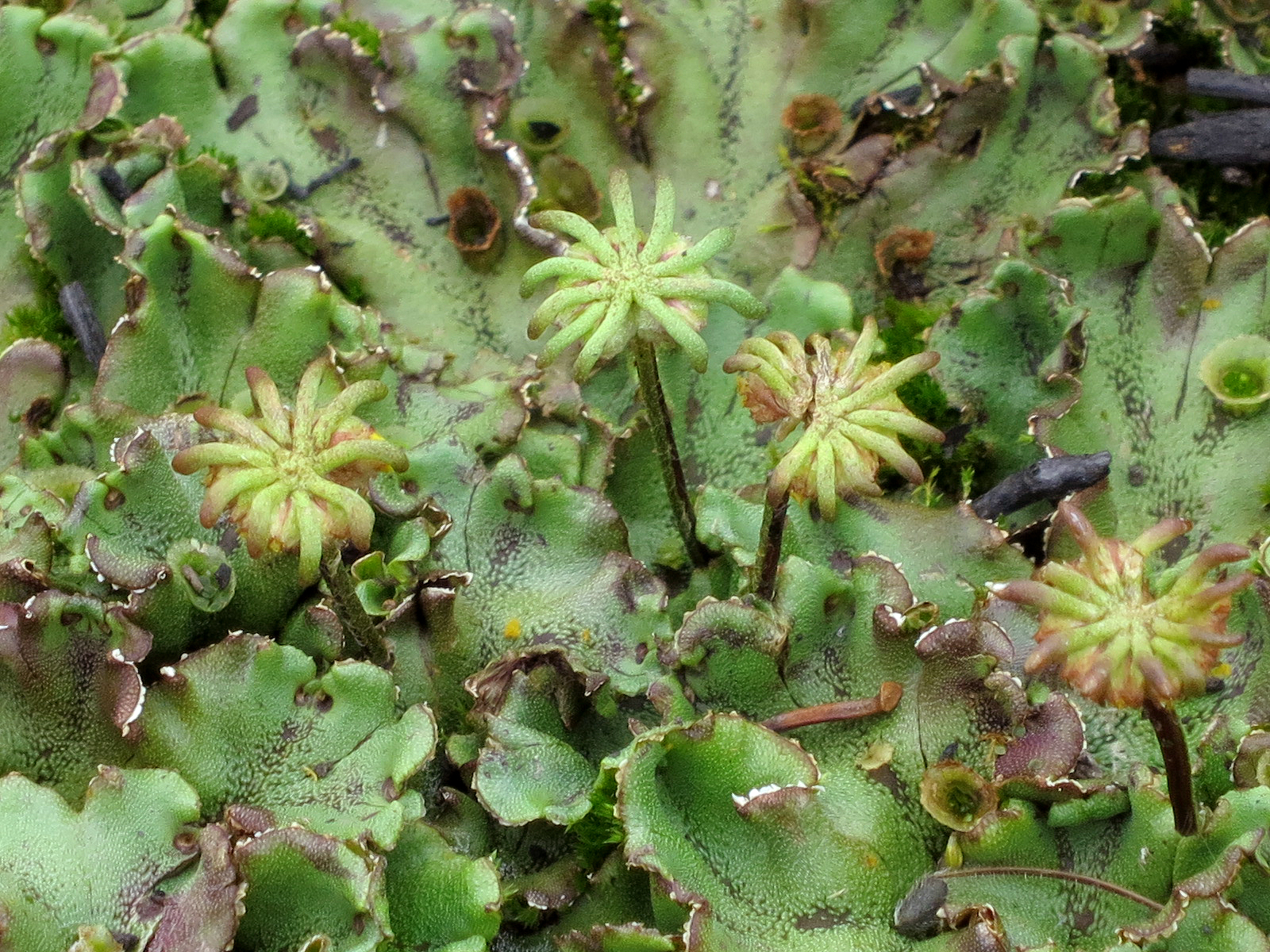 Fleshy, succulent bryophytes (mosses and liverworts)