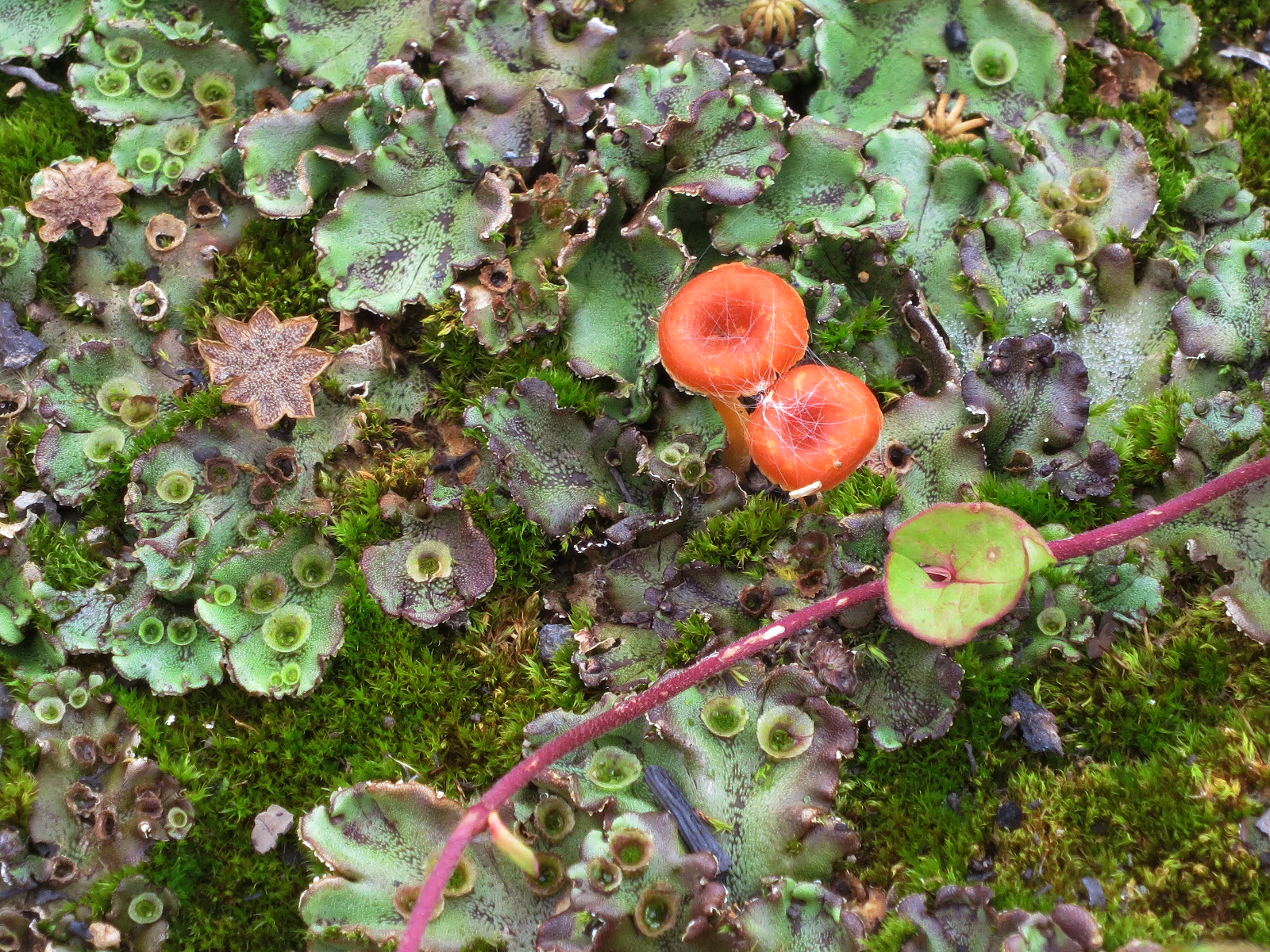 Bryophytes and Fallopia vine