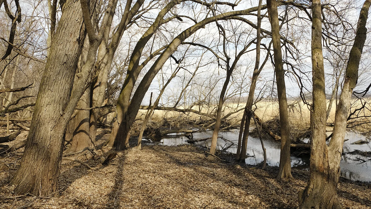 News from the Land - Floodplain and River Terrace, Part 1