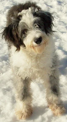 double r aussiedoodles