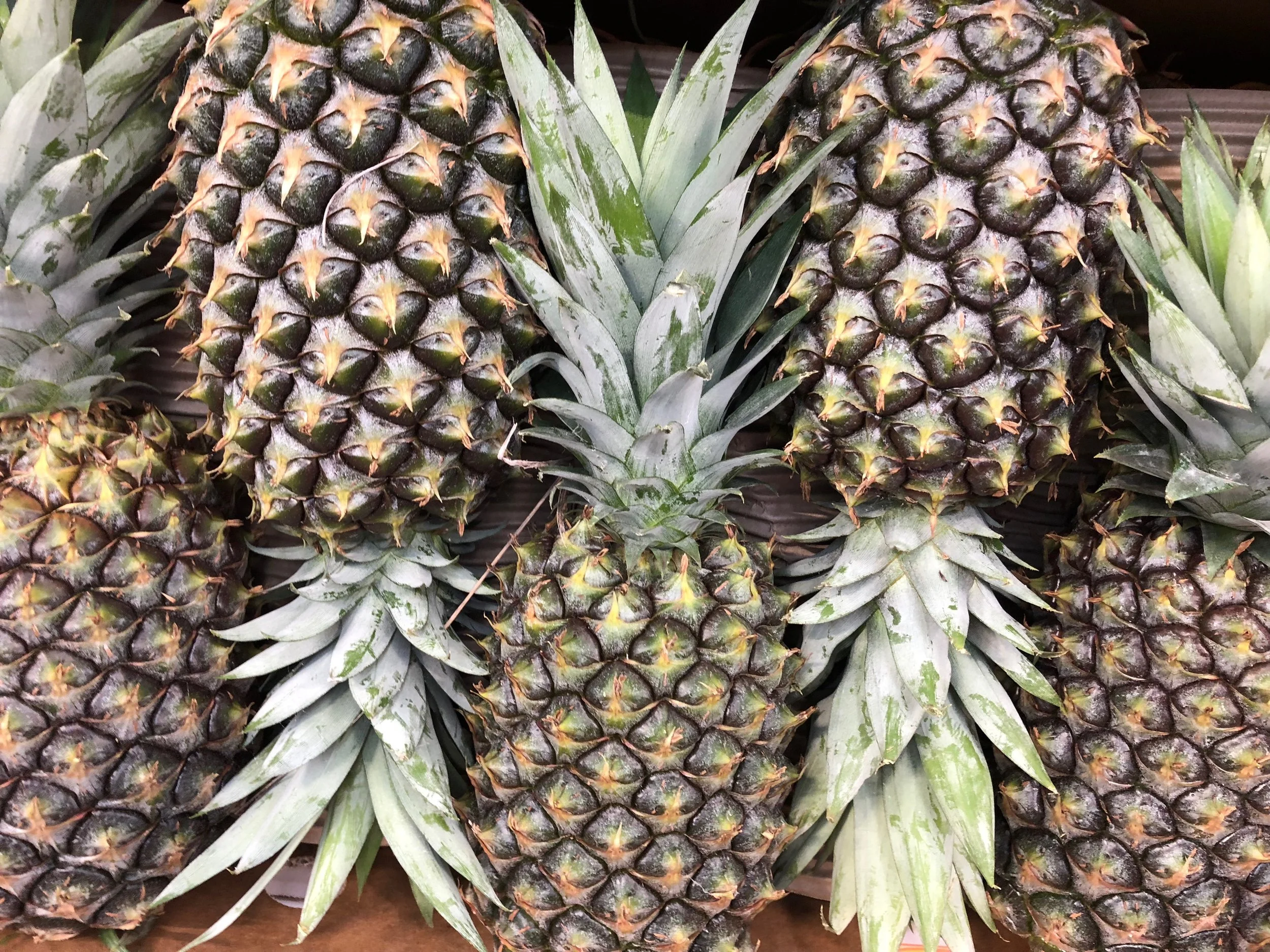 Pineapple Large