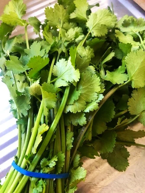 Fresh Coriander Bunch