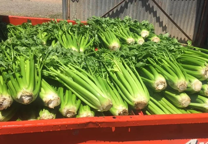 Celery Bunch  Organic