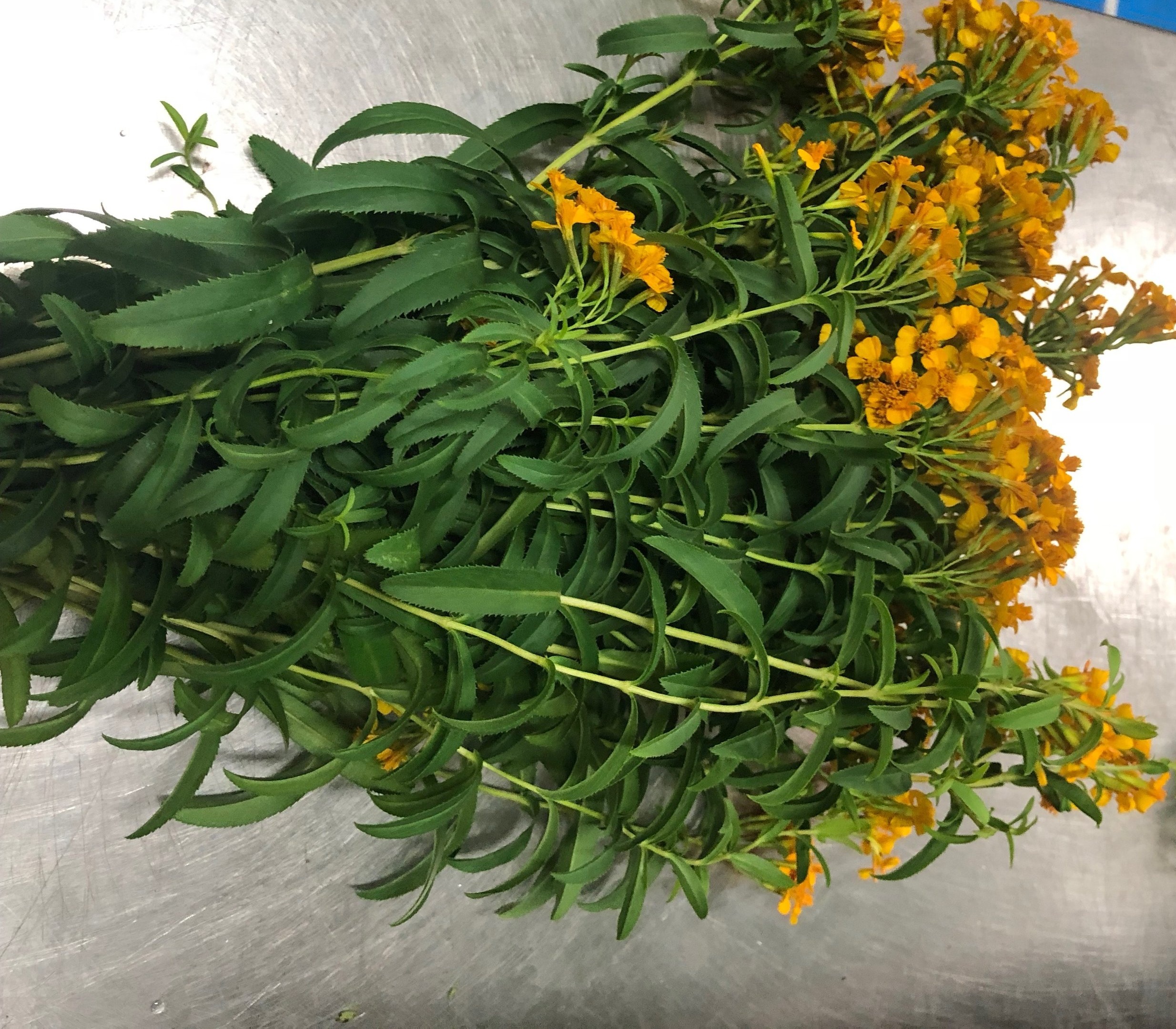 Fresh Tarragon Bunch