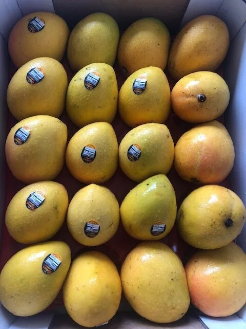 Mango Tray - KP