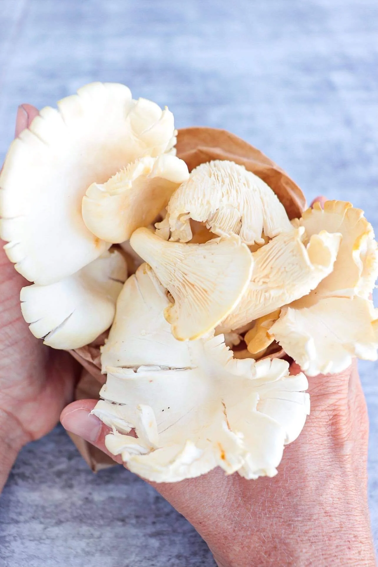 Fresh Oyster Mushrooms