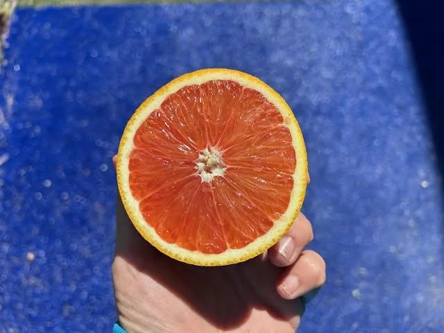 Cara Cara Oranges