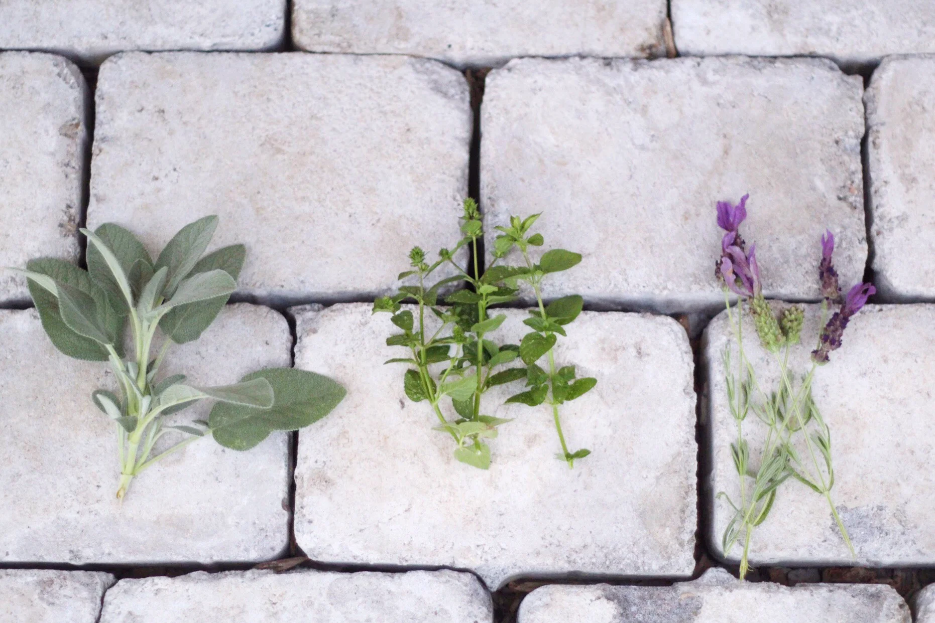 Growing Your Favorite Herbs
