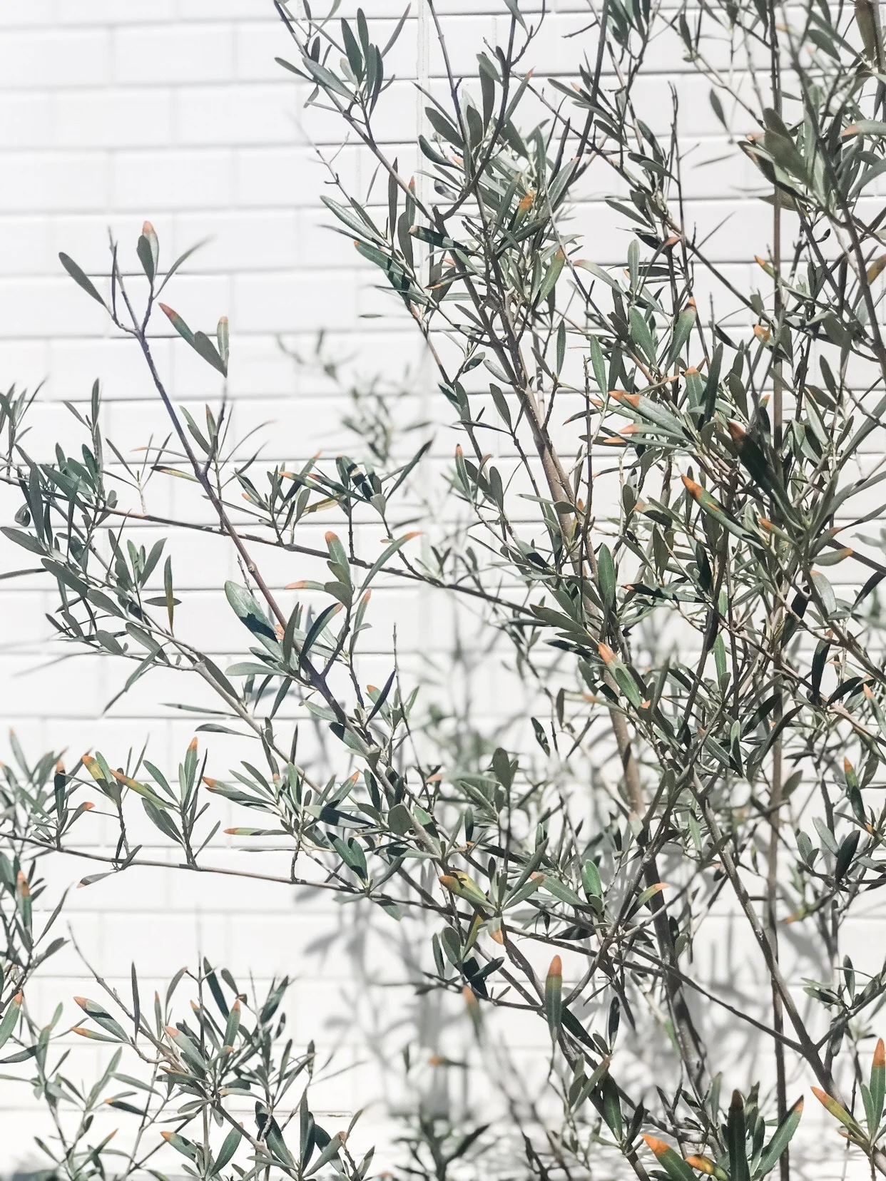 Olive Tree.jpg
