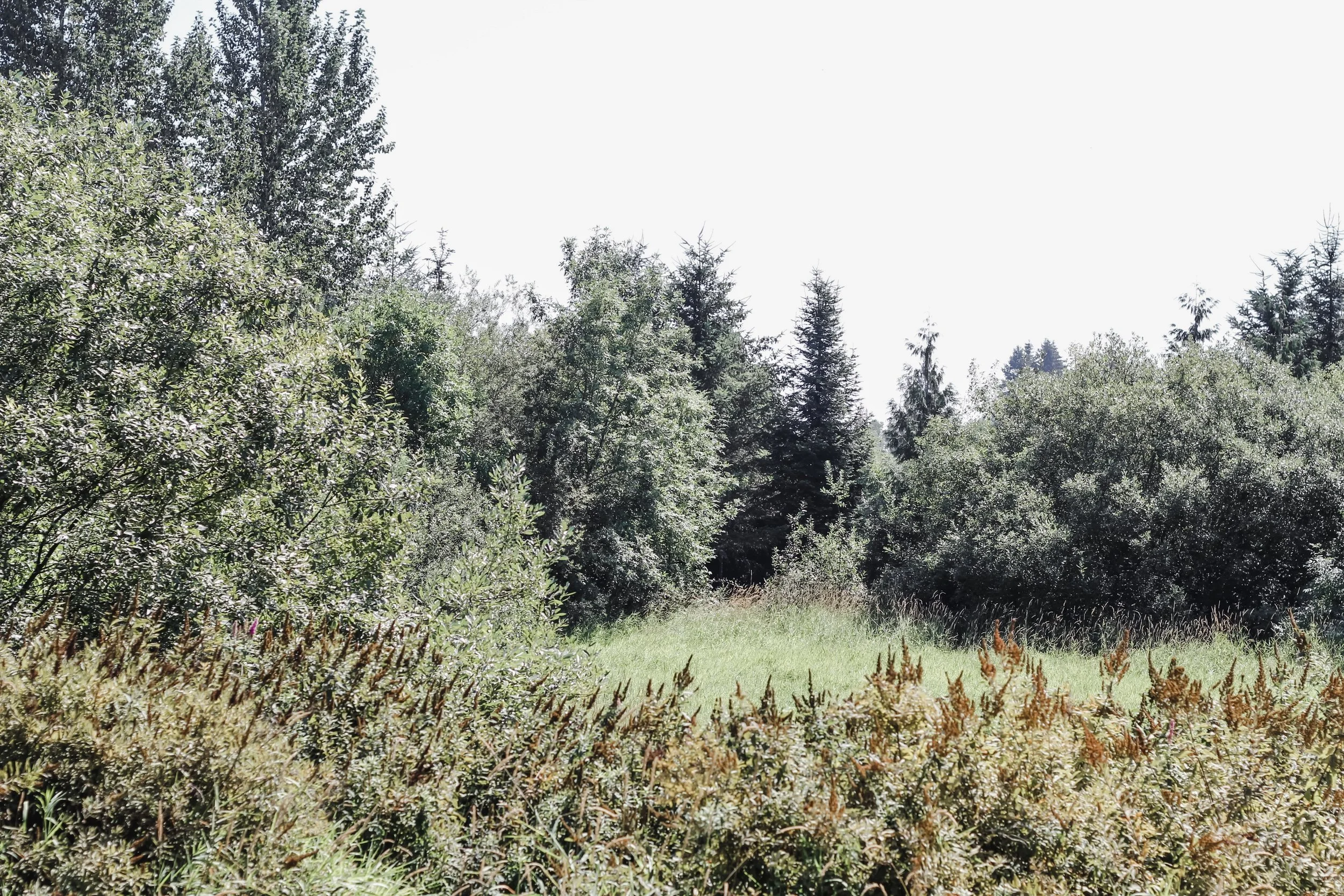 IMG_6259.jpeg
