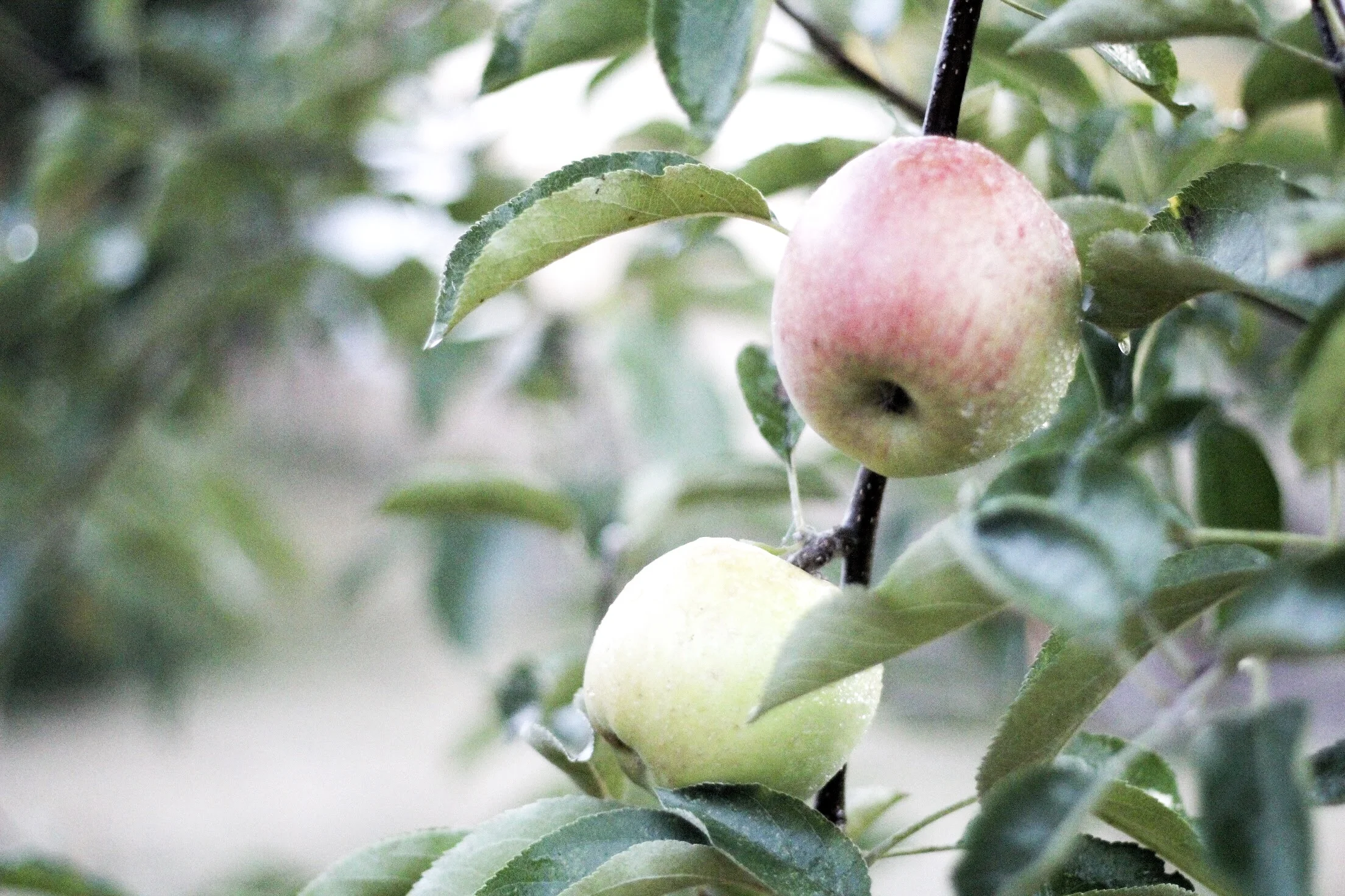 Apples.jpg
