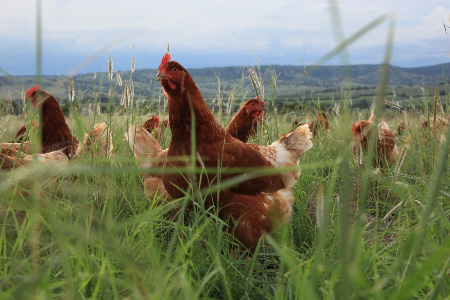 Bega Valley Eggs Bega Valley Eggs takes great care of their laying hens. They have access to lush, grassy pastures where they can roam around in the sunshine, indulge in dust baths, eat vegetation and bugs and basically enjoy their day-to-day lives. Rotational management is used whereby the hens are given a different quarter acre every few days so their food is always fresh and plentiful and the pastures regenerate. At night, the hens are housed in pristine, protected huts where they can roost on their perches and the manure drops through to fertilise the soil. The soil is rested to allow for pasture improvement year on year.