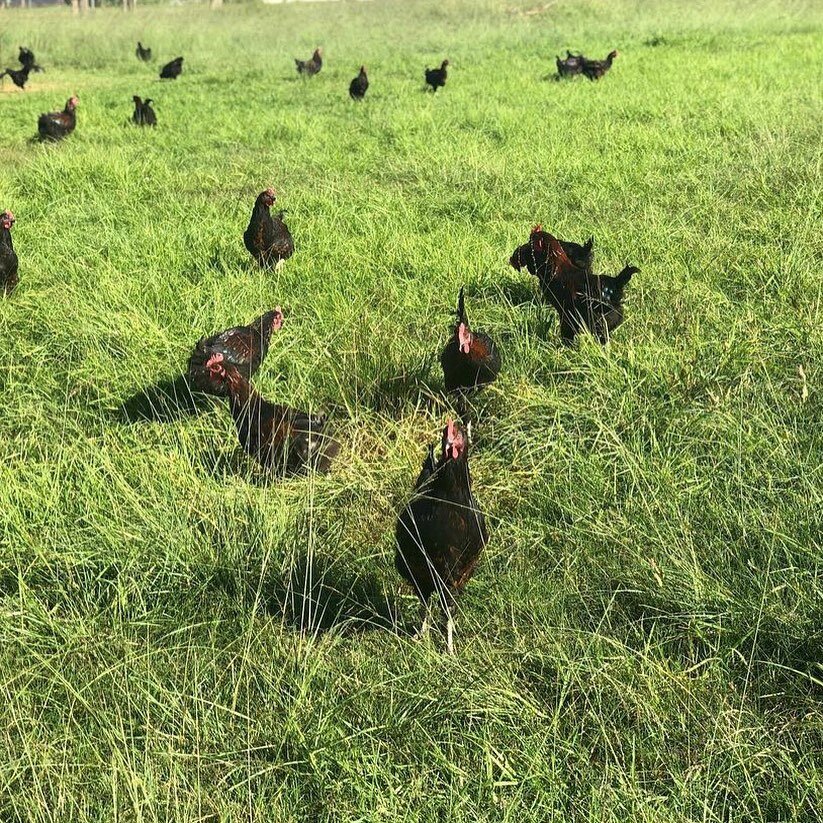 We are so happy to be welcoming @randrroosters to the Shiralee family, with our first stock arriving today! These roosters were unwanted by the egg industry before being taken in by the hardworking R and R Roosters farm to live their life foraging th