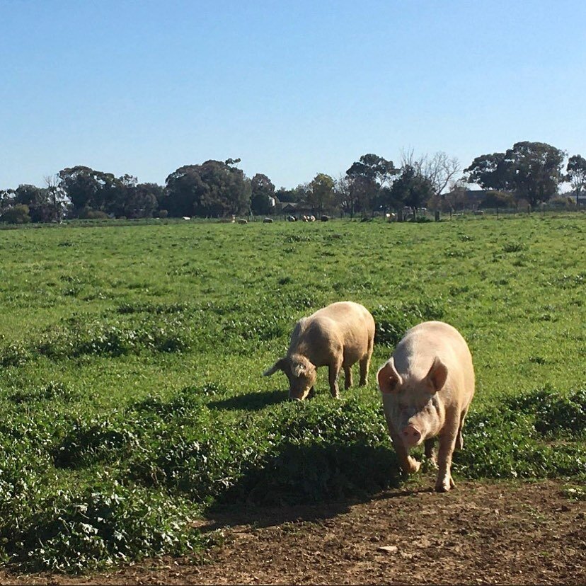 Grass fed vs grass finished: what is the difference? There is a huge difference between the two and you may not have even heard of it before. ⠀
⠀
Animals that are classified as Grass-fed are permitted to roam through paddocks for a period or all of t