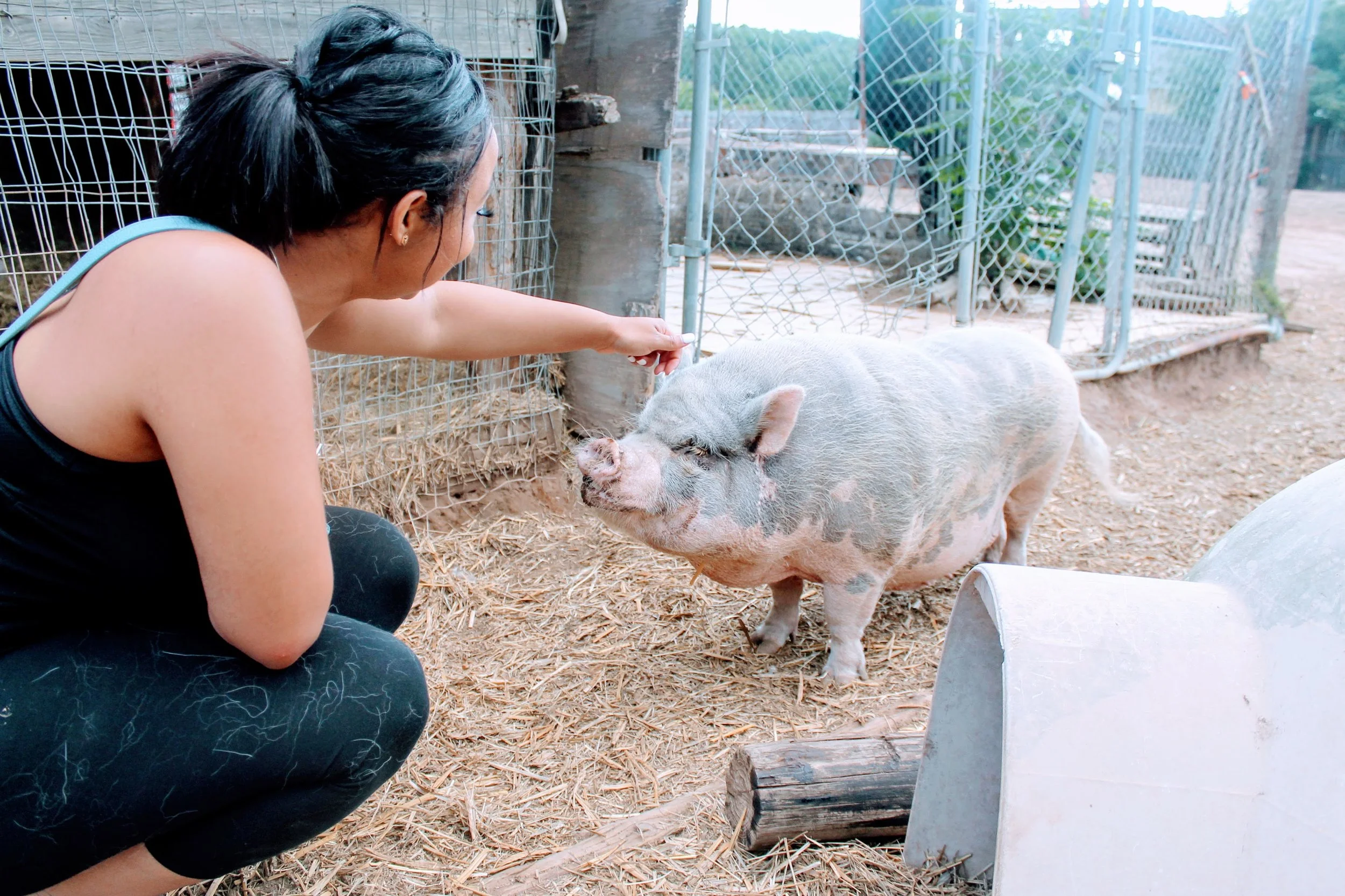 5 Facts About Pigs 