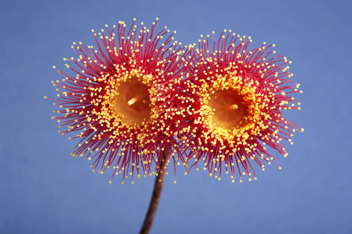 Aus native 019-028.jpg