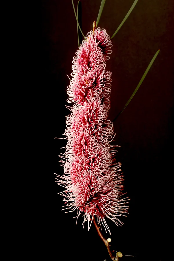 Aus native 025-021 email.jpg