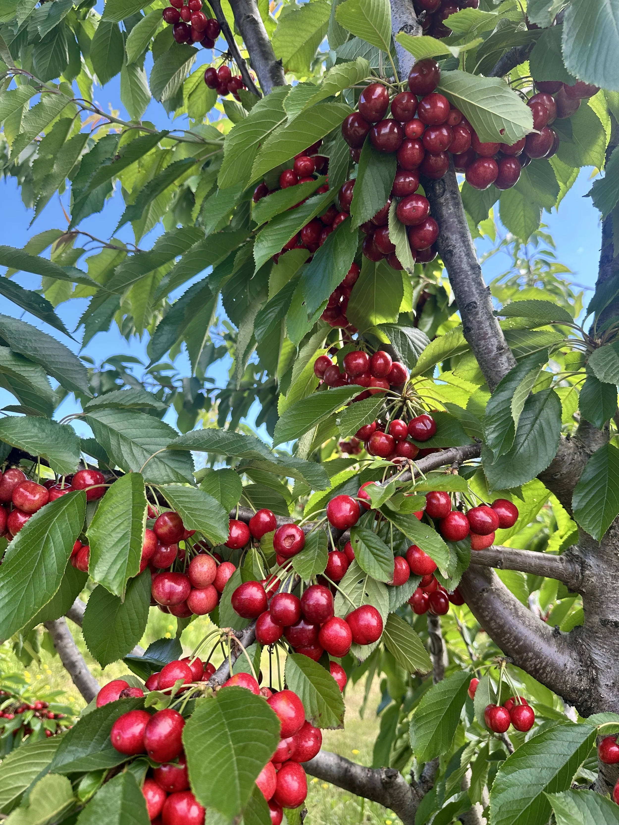 Halls cherries.jpg