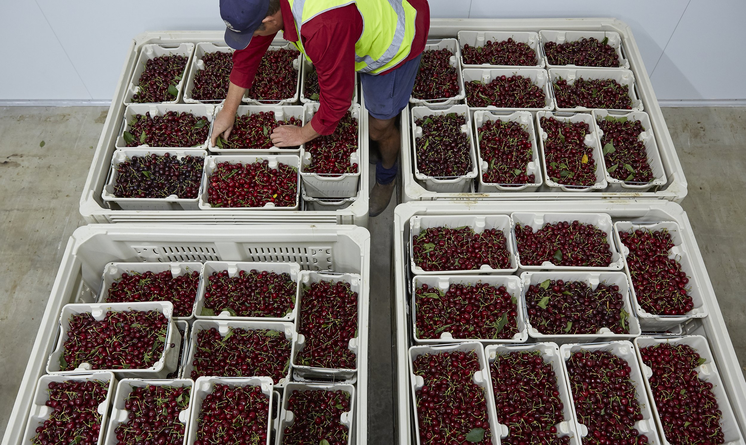 HallCherries-1746 2.JPG