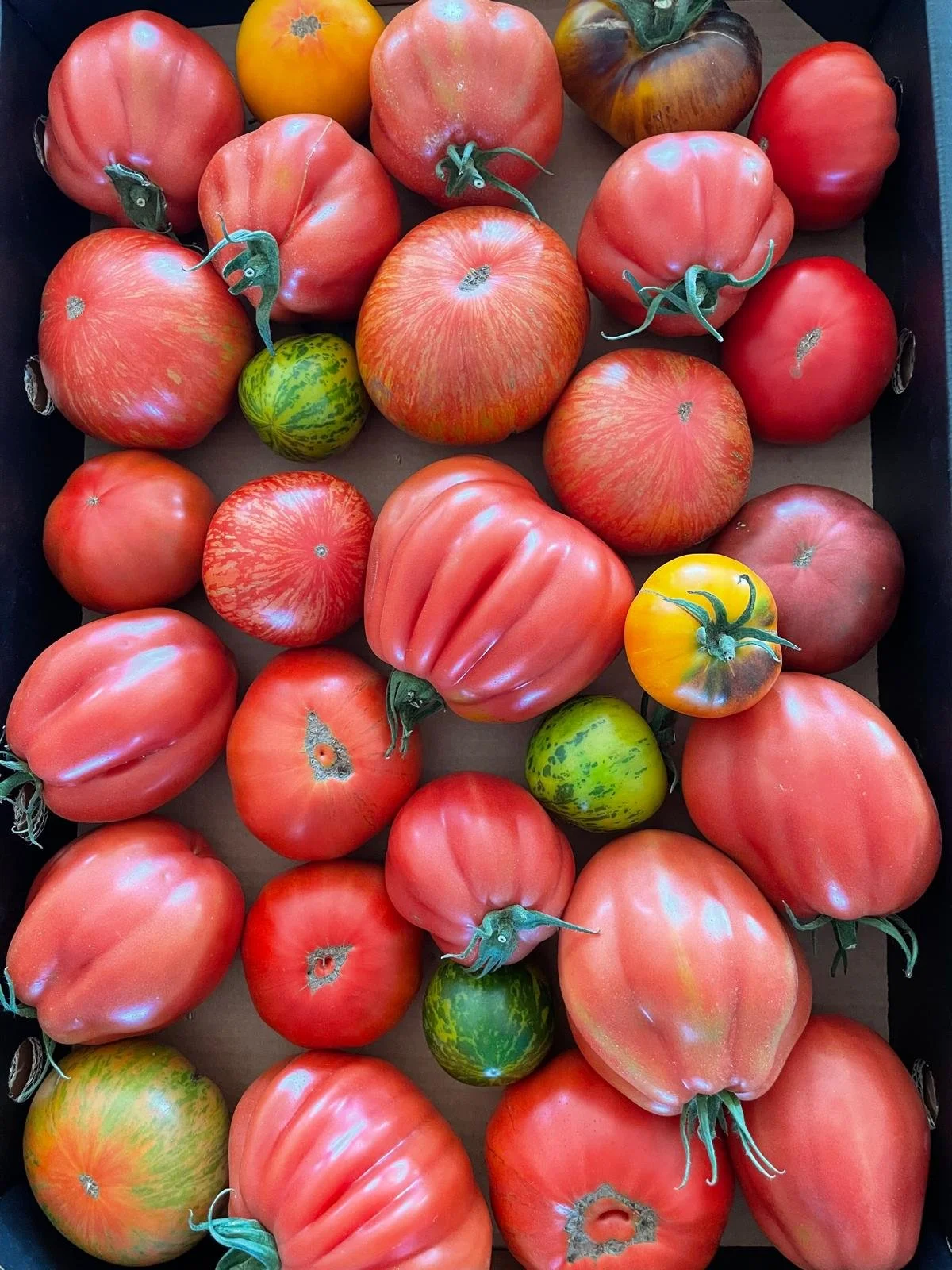 mixed certified organic heirloom tomatoes from living earth farm (6kg) WED 24 DEC collection at MARRICKVILLE