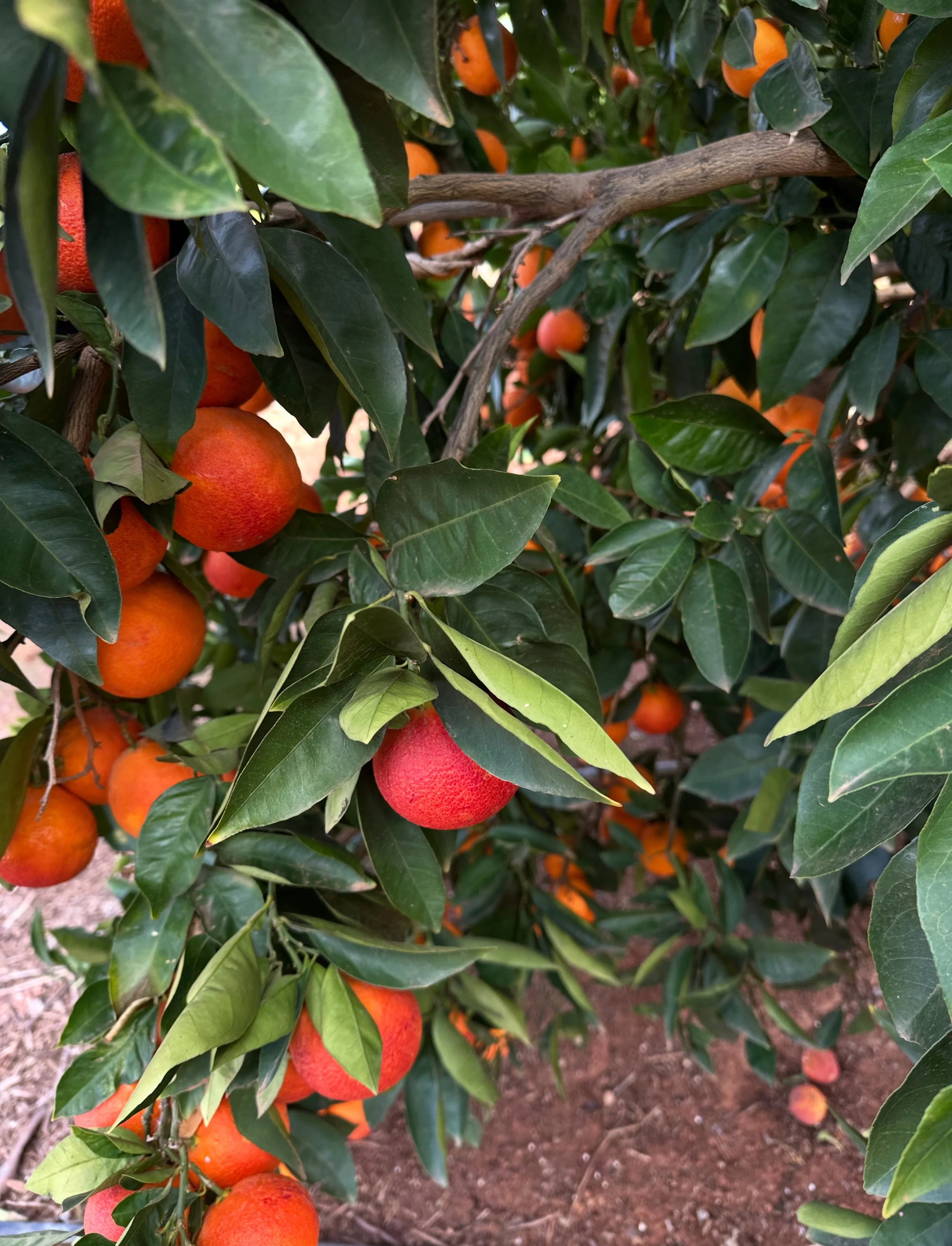 unwaxed 'arnold' blood oranges (5kg) | CENTENNIAL PARK
