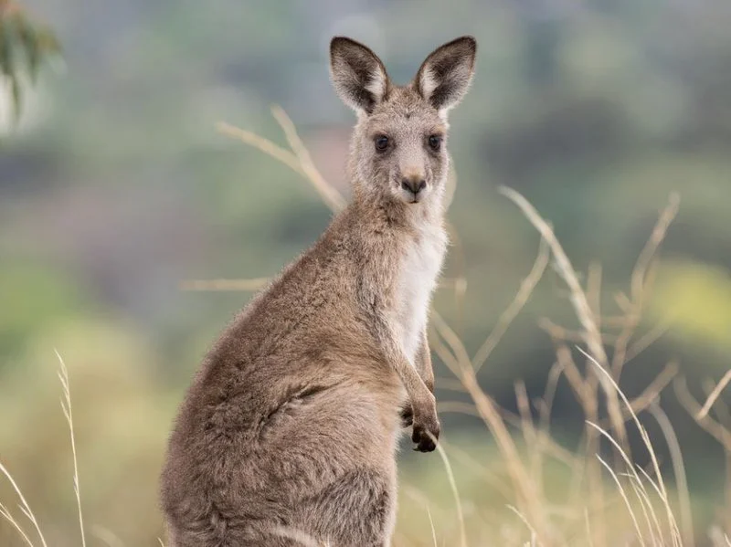 eastern_grey_kangaroo.8d02488.width-800.cdc7286.jpg