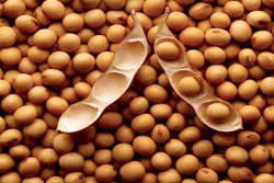 soybean.jpg
