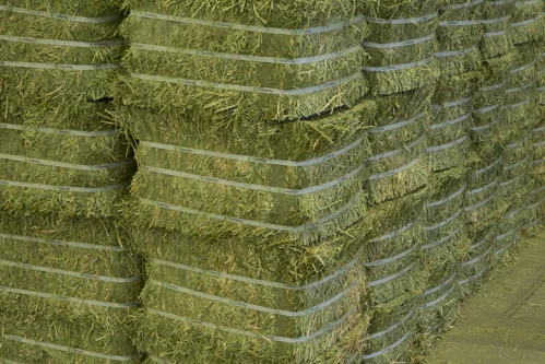 Half-Cut 12"H x 20"W x 17"D (25-30 KG)