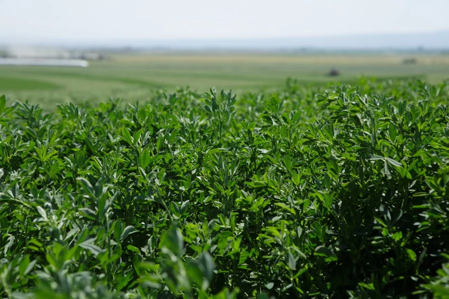 May 2026 Crop Update