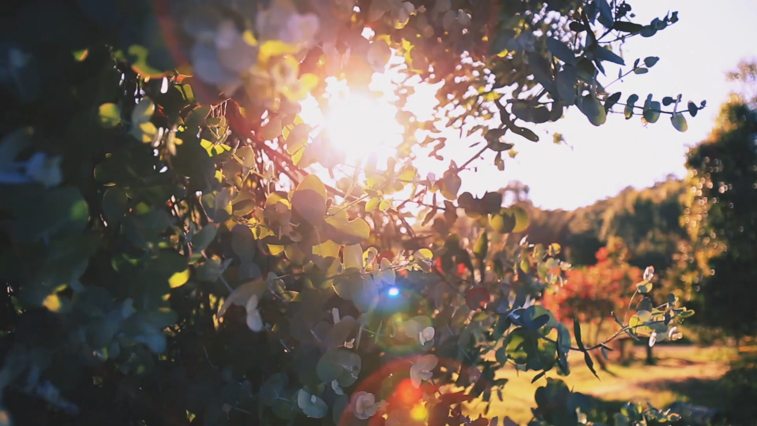 Screen Shot 2018-10-17 at 12.31.13 pm.png