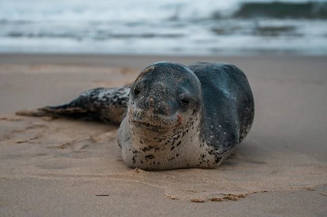 Get the sand between your flippers on Bruny 👣
.
.
#brunyislandtas #showusyourbruny #tasmania #wildlife #seal #sealthedeal