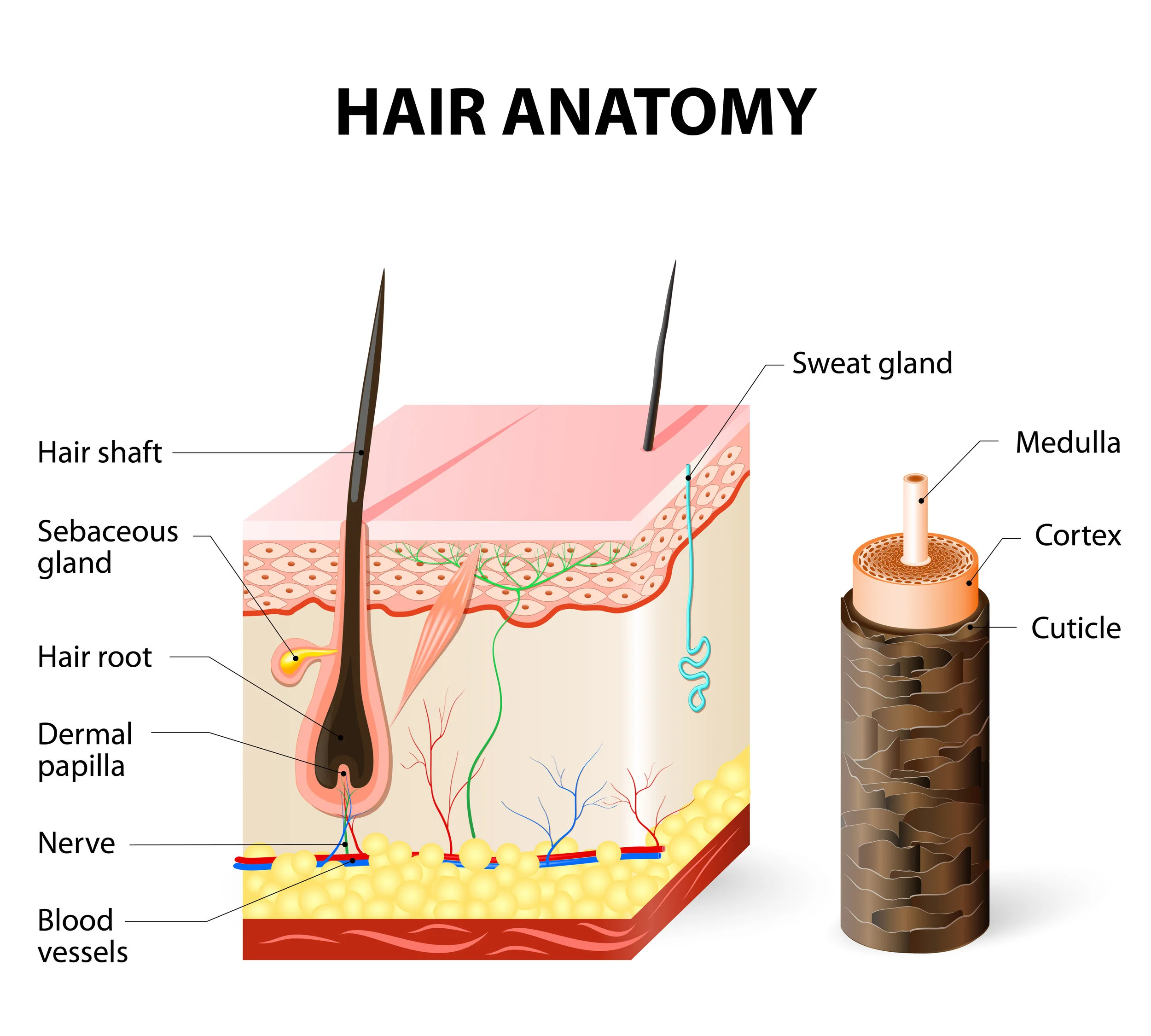 Hair Follicle Anatomy Docs4hair