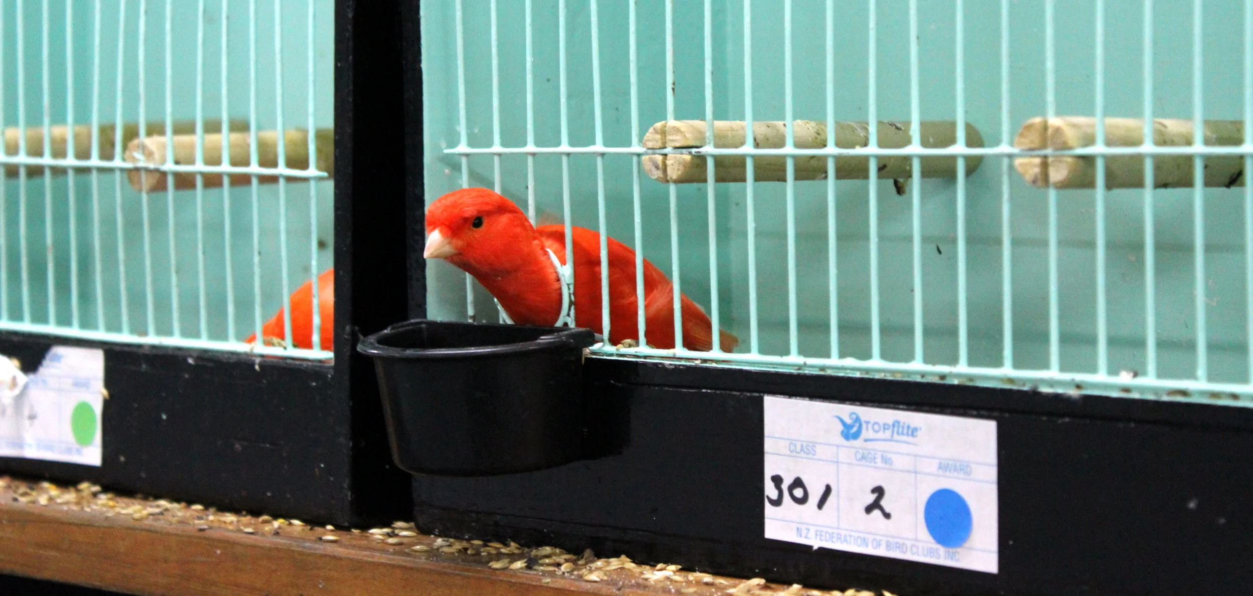 Going To The Bird Show
