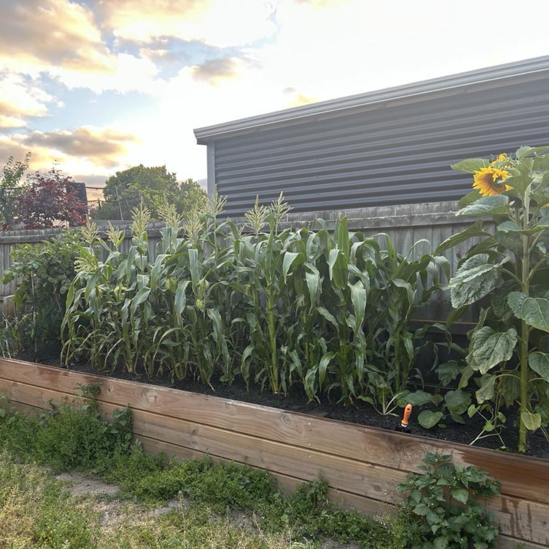 A Definitive Ranking of Vegetables (To Grow)