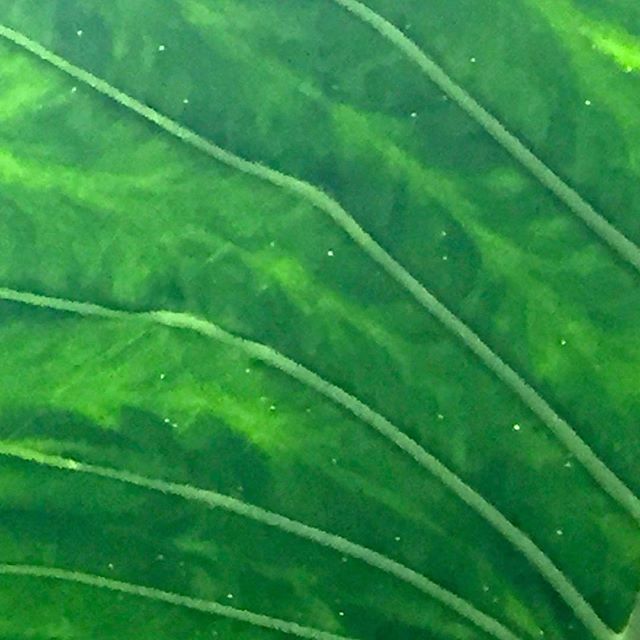 Nature is always giving me the best! Love the patterns and structure in  leaves.