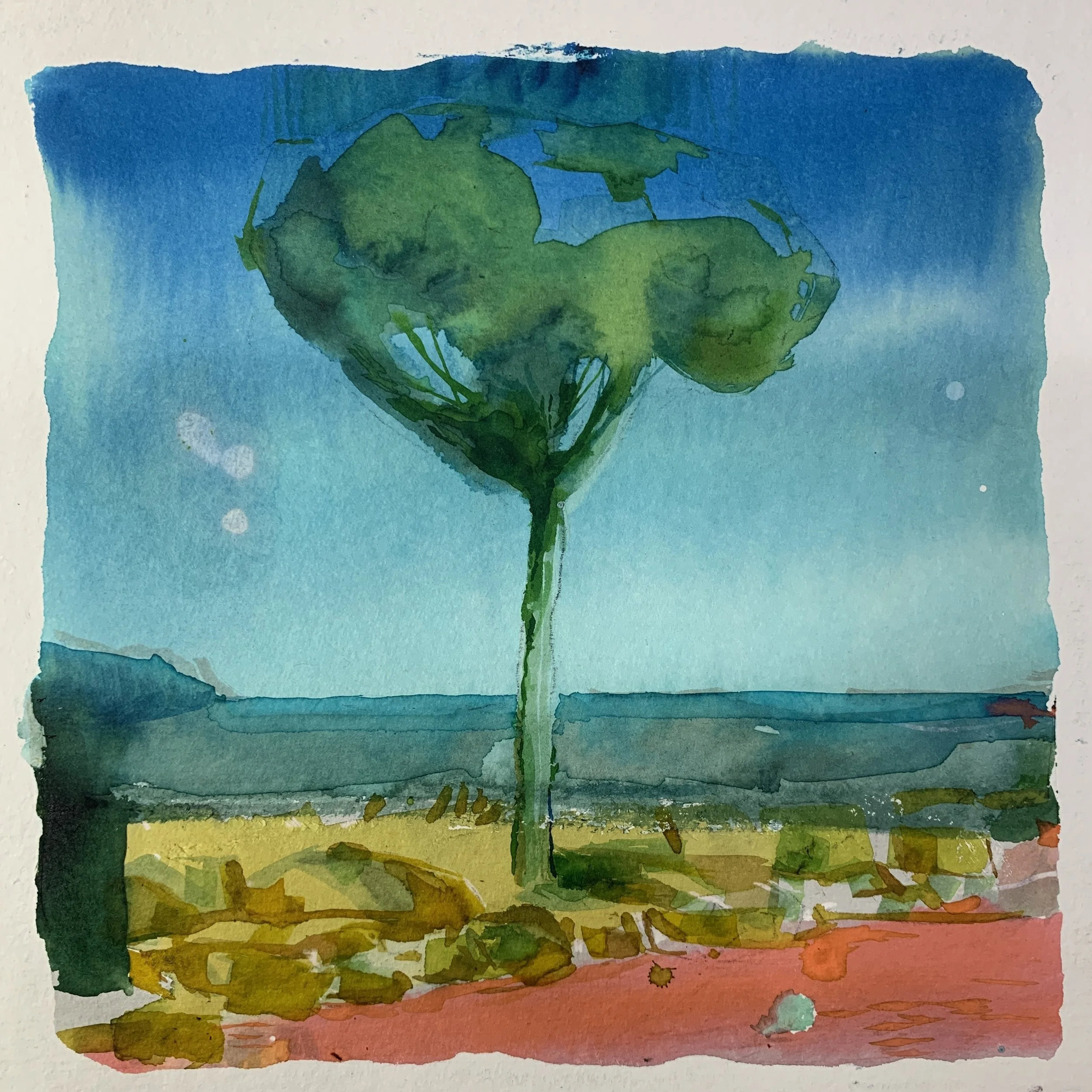 Tree in provence 2