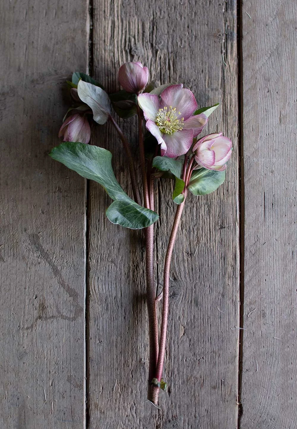 Boosting Cut Hellebore Longevity — Philippa Craddock