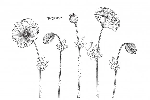 poppy-flower-drawing-illustration_35970-243.jpg