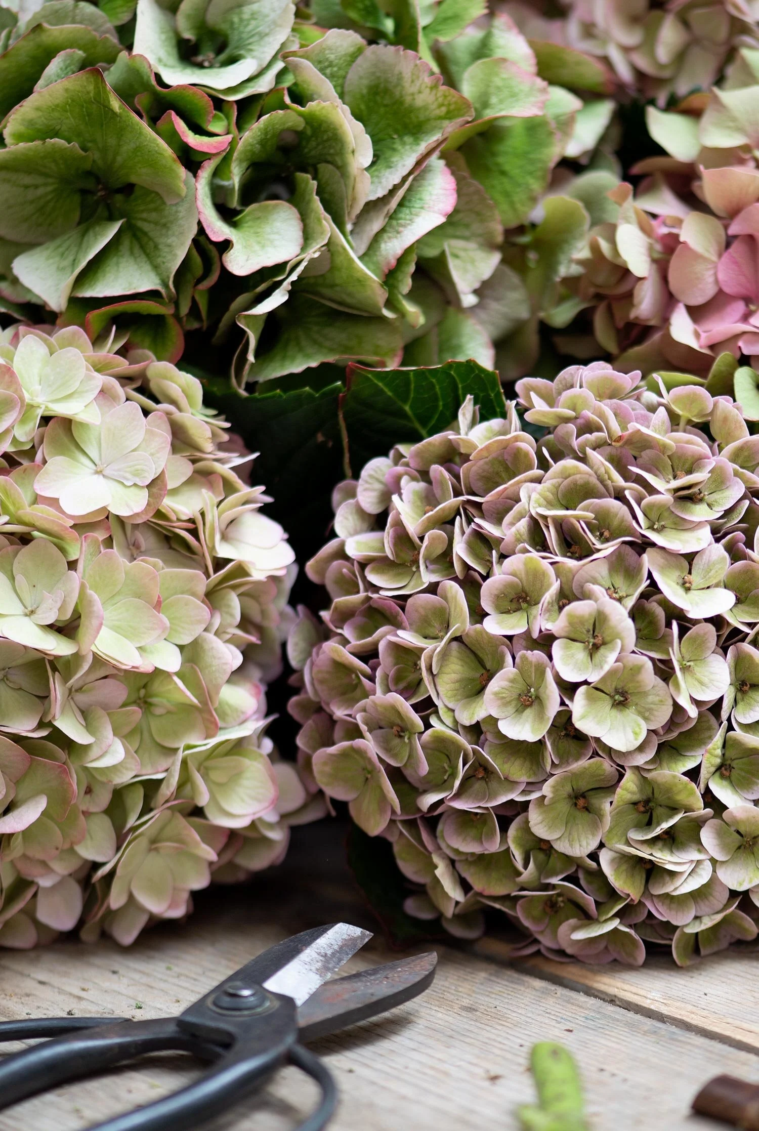 Hydrangea How to Dry — Philippa Craddock