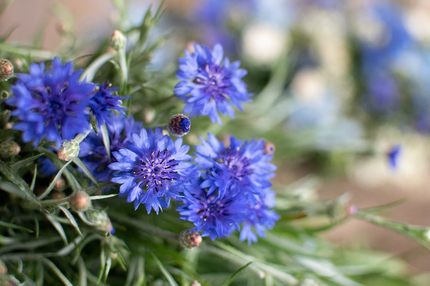 No Foam Floral Wreath Base — Philippa Craddock