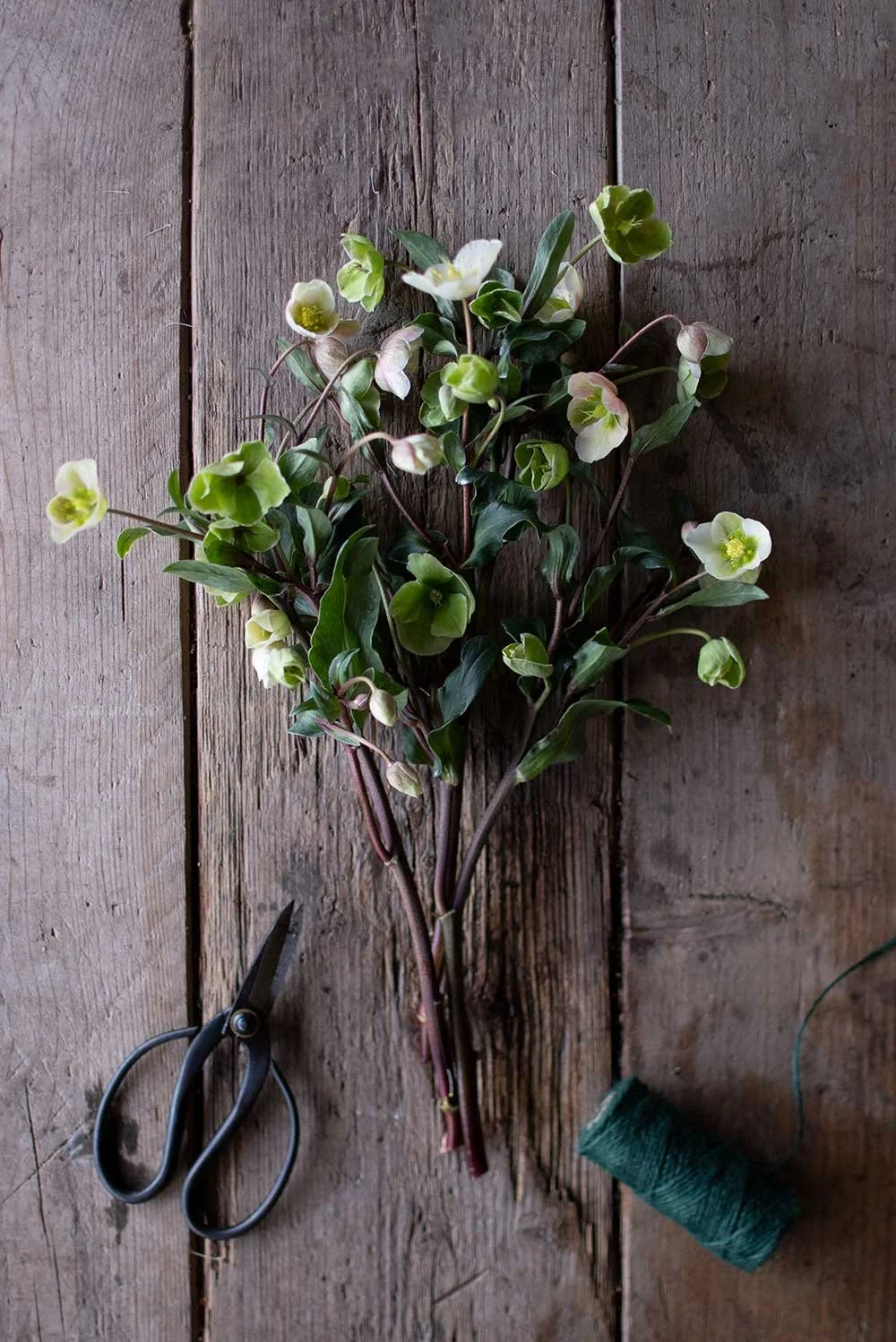 Boosting Cut Hellebore Longevity — Philippa Craddock