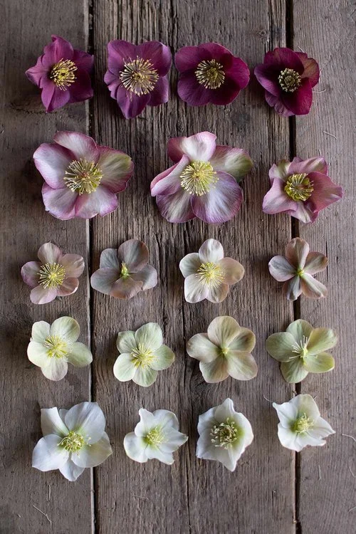 Boosting Cut Hellebore Longevity — Philippa Craddock