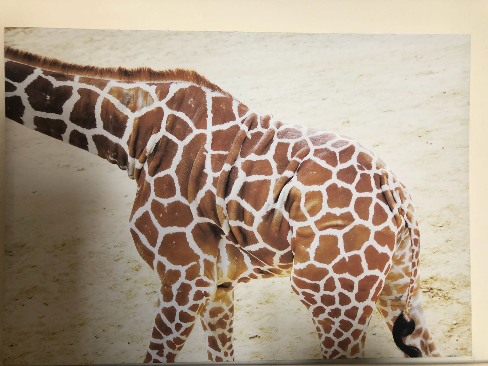 Moving Giraffe