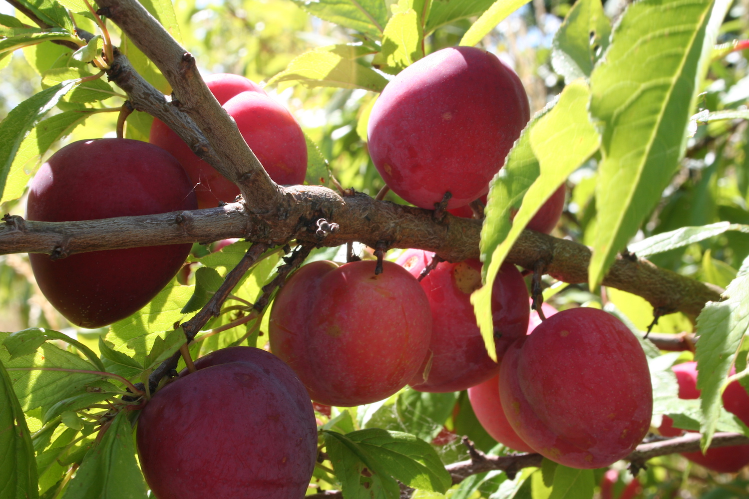 Lizzie+Plums.jpeg
