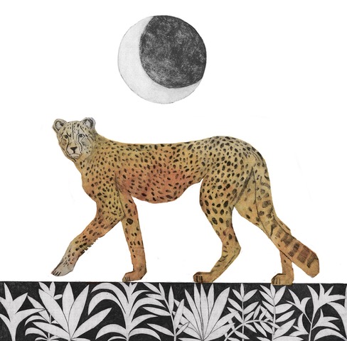 Cheetah