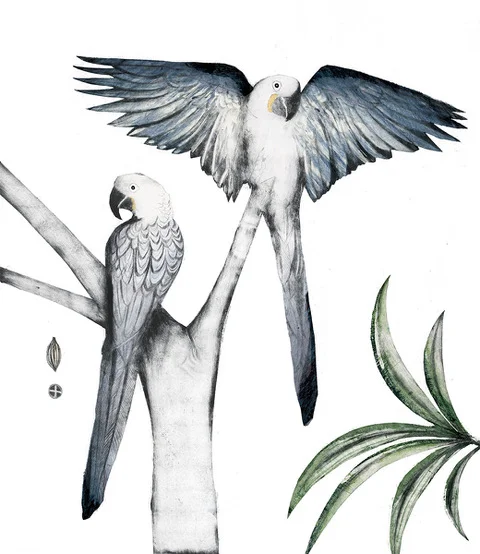 Hyacinth Macaws