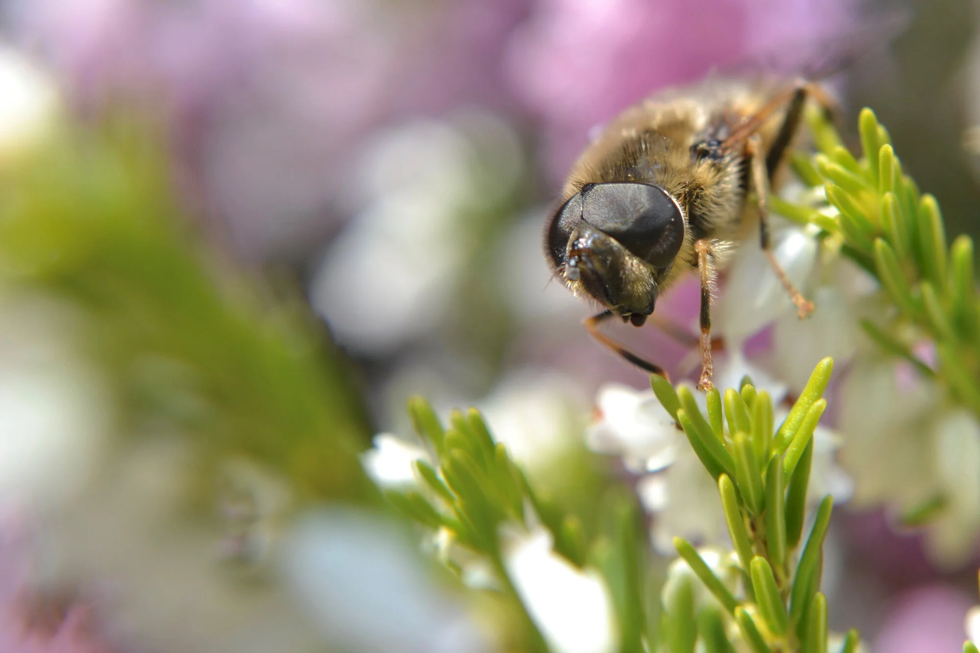 Honey Bee